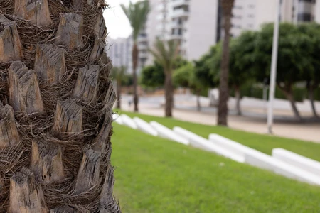 Urban Palm