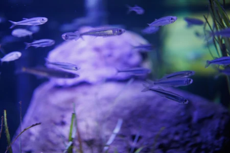Underwater Scene with Fish