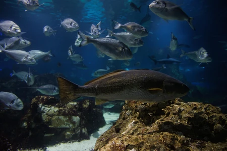 Underwater Marine Life