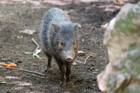 Wild Boar in Forest