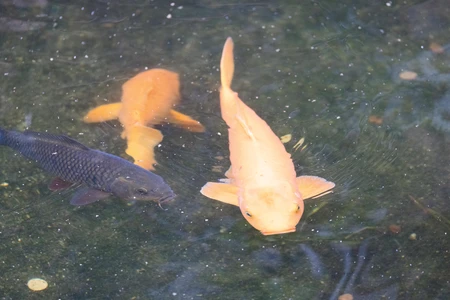 Colorful Koi Fish in Pond