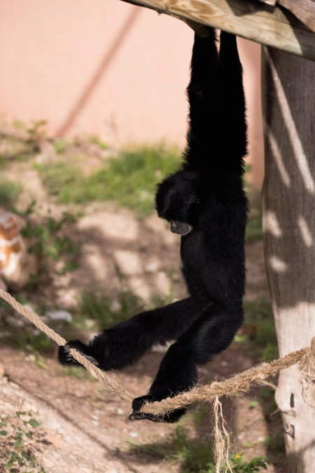 Hanging Gibbon