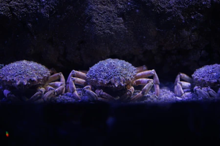 Cluster of Crabs