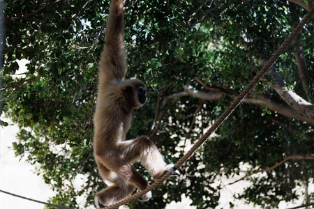 Gibbon in the Canopy