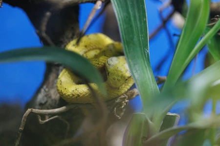 Yellow Snake Among Foliage