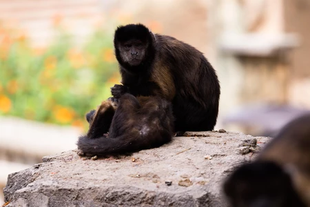 Capuchin Monkeys on Rock