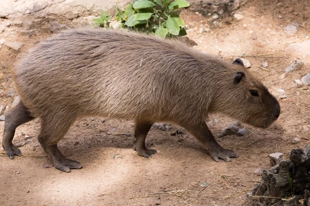 Capybara in Natural Habitat