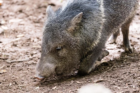 Peccary in Natural Habitat