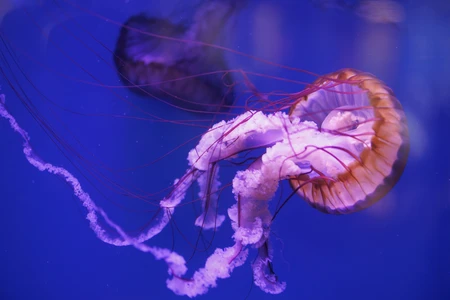 Mesmerizing Jellyfish