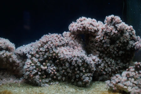 Underwater Coral Close-up