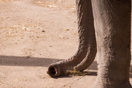 Elephant Trunk and Feet