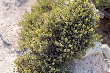 Desert Shrub