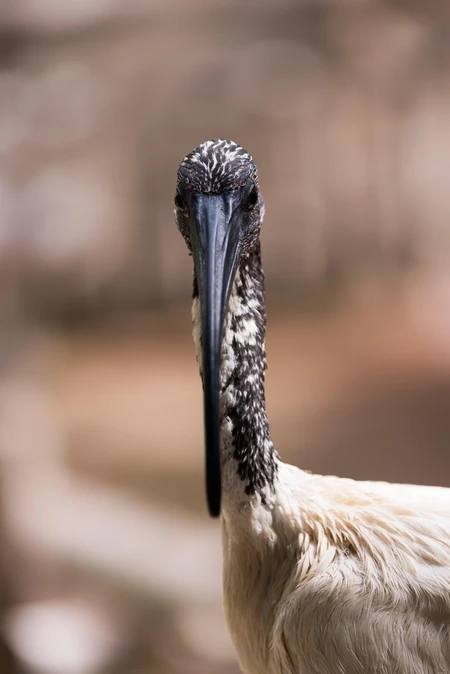 Close-up of an Ibis