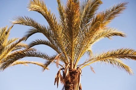 Sunny Palm Tree