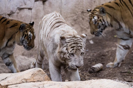 Tigers in Enclosure