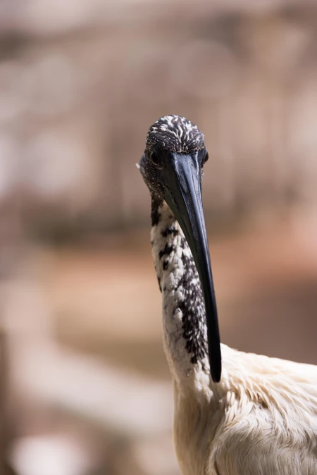 Portrait of a Bird