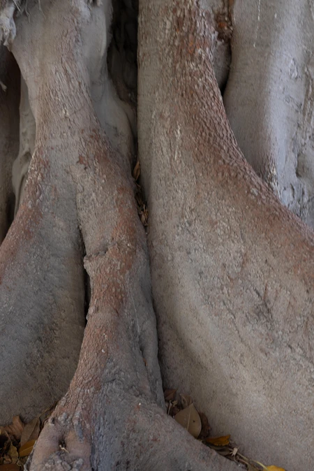 Textured Tree Roots