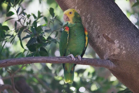 Parrot Perched on Tree