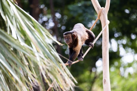 Monkey on a Rope