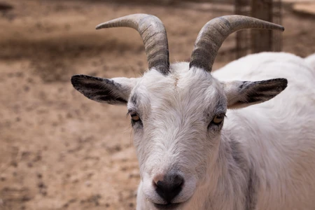 Close-up of a Goat