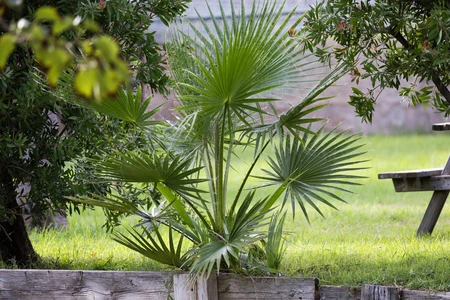 Lush Greenery by a Wooden Bench