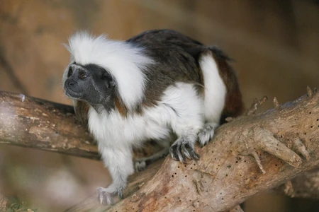 Cotton-Top Tamarin on a Branch