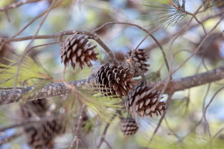 Pine Cones on Branch