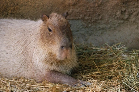 Resting Capybara