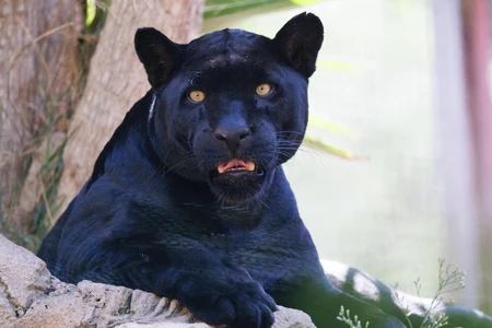 Black Panther in the Wild