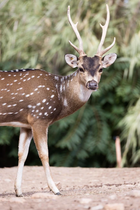 Spotted Deer in the Wild