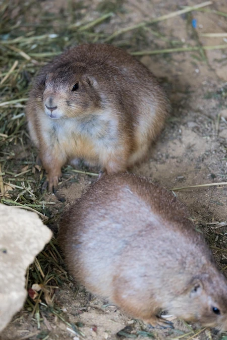 Pair of Prairie Dogs