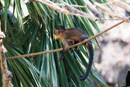 Monkey on a Rope