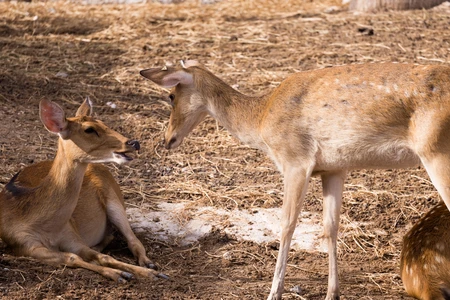 Deer Interaction