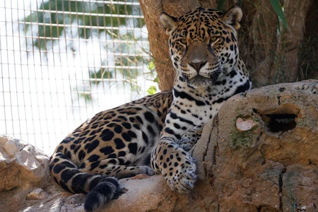 Resting Jaguar