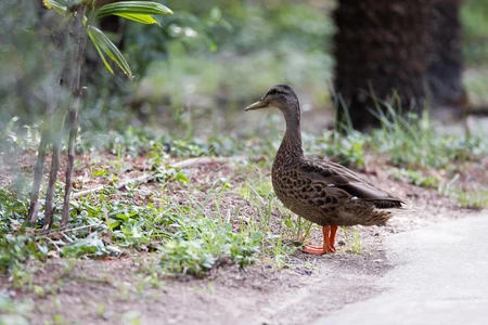 Duck in Natural Habitat