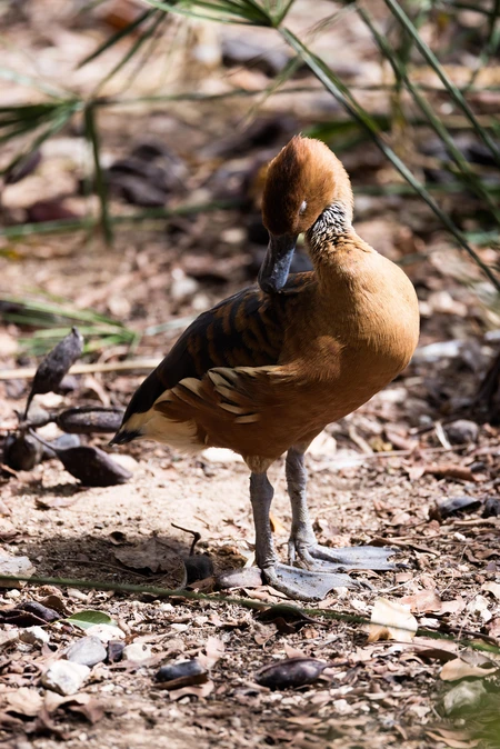 Resting Duck in Natural Habitat