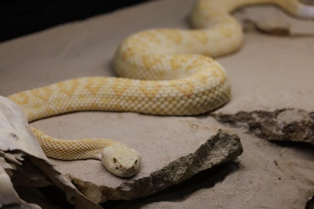 Close-Up of a Yellow Snake