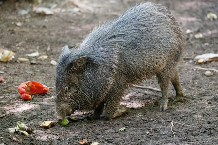 Wild Peccary Feeding