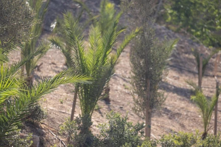 Lush Young Palm Grove