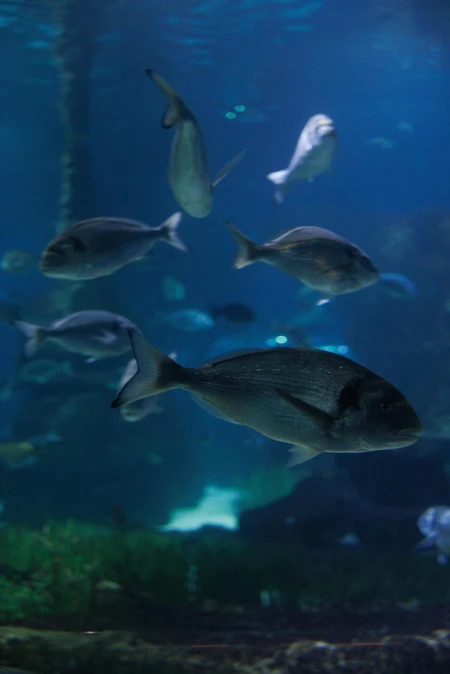 Aquatic Life Display
