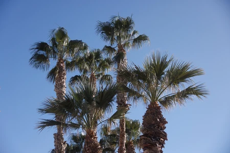 Palm Trees Against Blue Sky