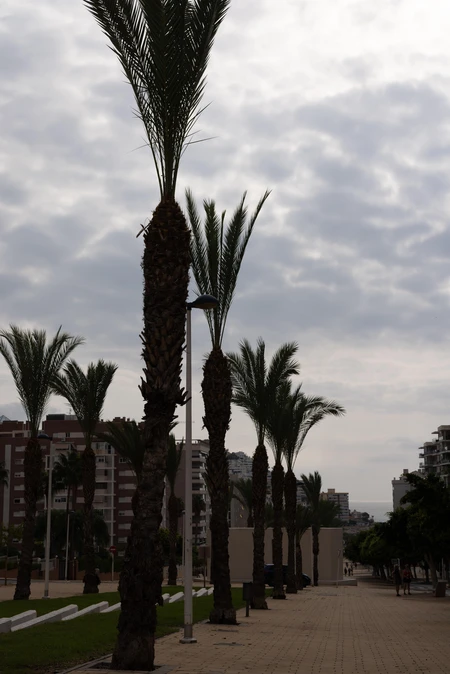 Palm-Lined Urban Promenade