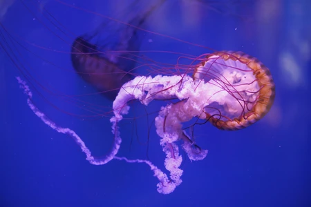 Jellyfish in Ocean Blue