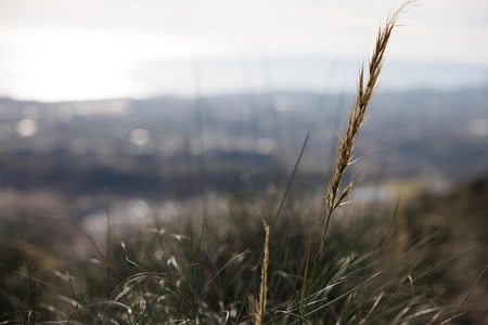 Serene Grassy Landscape