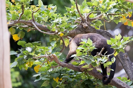 Monkey in Tree