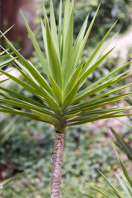Vibrant Yucca Plant