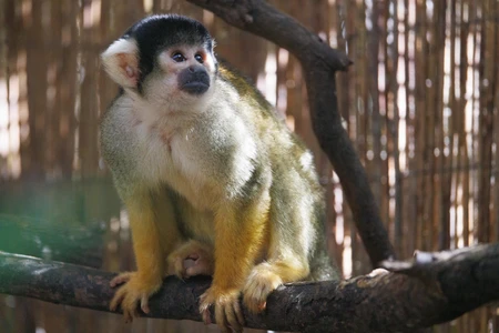 Squirrel Monkey on a Branch