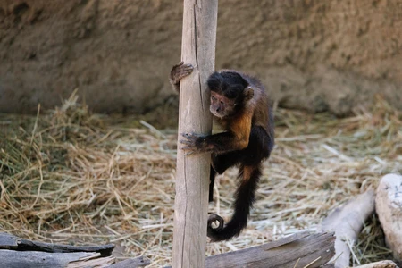 Monkey in Natural Habitat