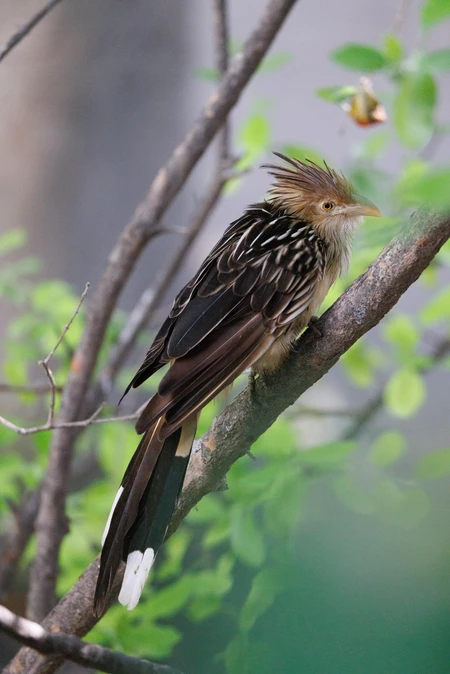 Elegant Bird Perched on Branch