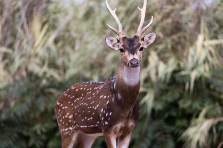 Majestic Deer in the Wild